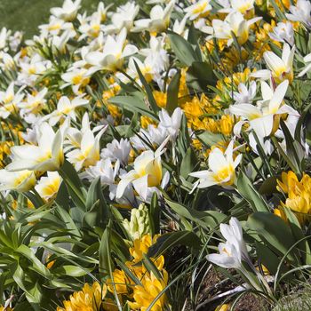 Beautiful flowers in Keukenhof Garden