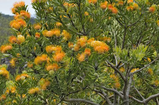 The Orange flame pincushion, also called Langeberg pincushion or oranjevlamspeldekussing, Leucospermum erubescens, flowering in the Kirstenbosch National Botanical Gardens in Cape Town
