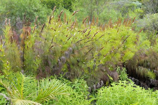 Reed of the Restionaceae family at Kirstenbosch in the Kirstenbosch National Botanical Gardens in Cape Town
