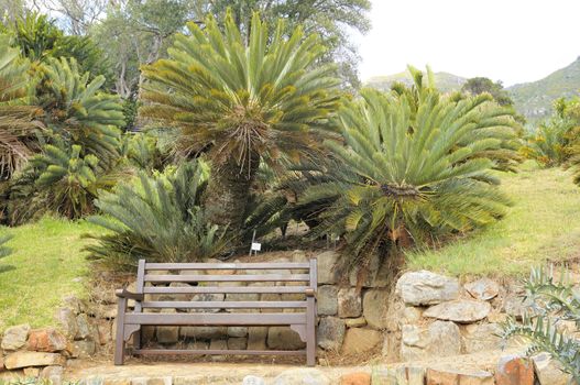 Bench beneath cycads in Kirstenbosch in the Kirstenbosch National Botanical Gardens in Cape Town
