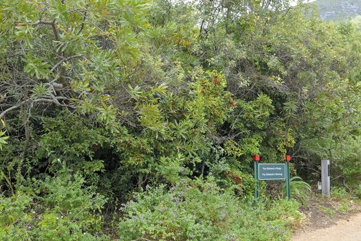Hedge of indigenous wild almond trees (Brabejum stellatifolium) and thorny shrubs commissioned by Jan van Riebeeck in 1660 as defensive barrier along the eastern boundary of the Cape Town settlement 
