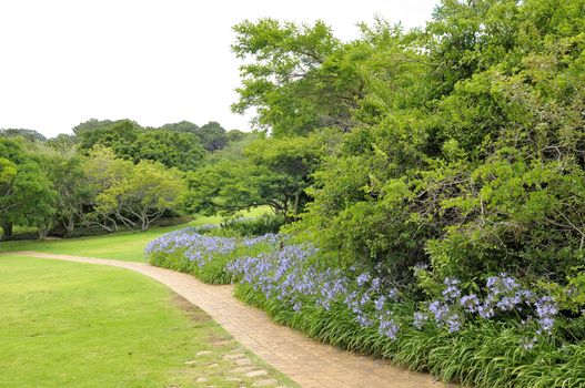 Agapanthus flowers along a footpath in the Kirstenbosch National Botanical Gardens in Cape Town
