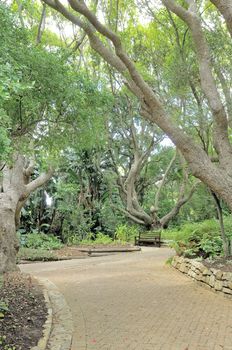 Bench beneath trees in the Kirstenbosch National Botanical Gardens in Cape Town
