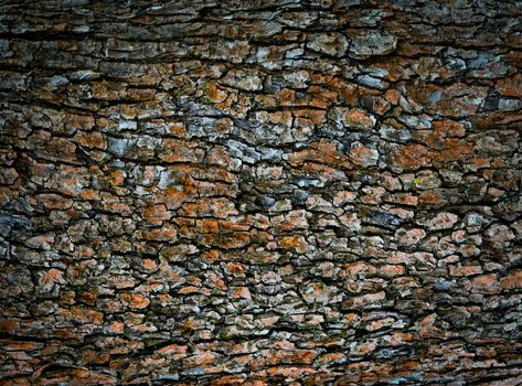 background or texture abstract old bark