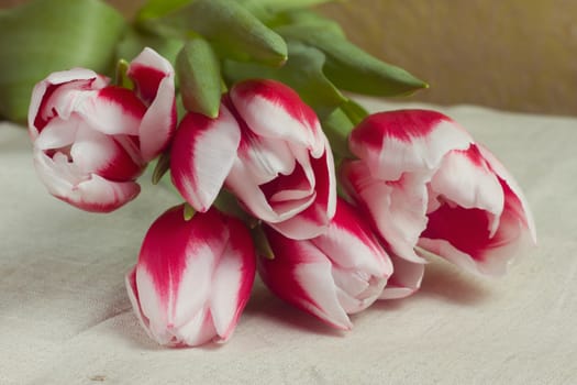Bouquet of red tulips in multiples of parchment