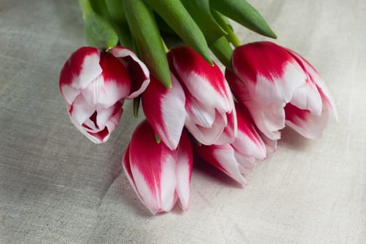 Bouquet of red tulips in multiples of parchment
