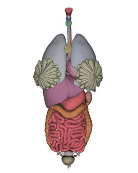 Female organs isolated in white background - 3D render