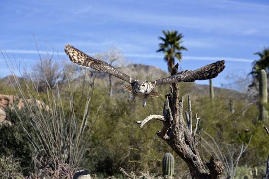 Astonishing Great Horned Owl displays its massive wing span in Free Flight at Arizona Sonora Desert Museum in Tucson. 
