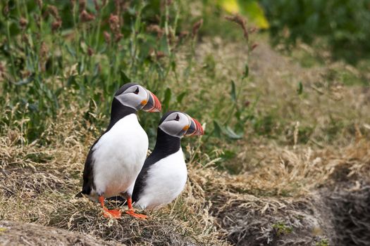 Atlantic puffin pair stands on grassy slope in Iceland near Dyrholaey.  Bright colors of beaks visible. 