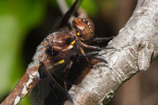 Common Darter dragonfly perched on a tree branch.