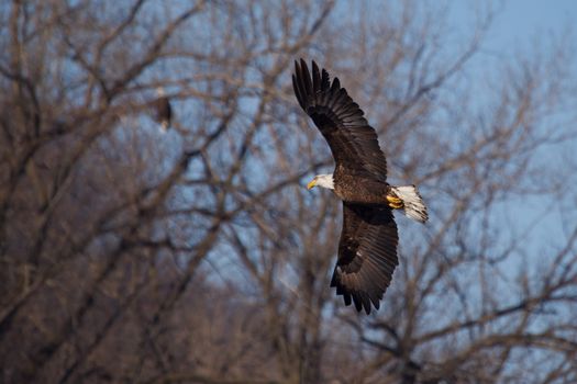 American Bald Eagle flying to spot some fish.