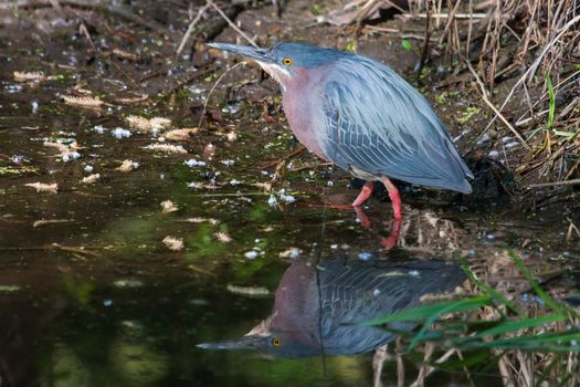 Green Heron (Butorides virescens virescens) fishing for a meal.