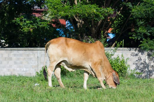 brown cow eating grass in a field in Thailand