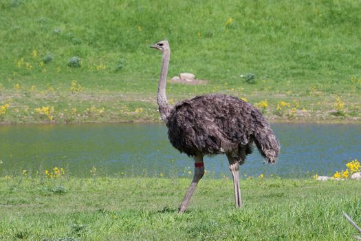 ostrich in the zoo.