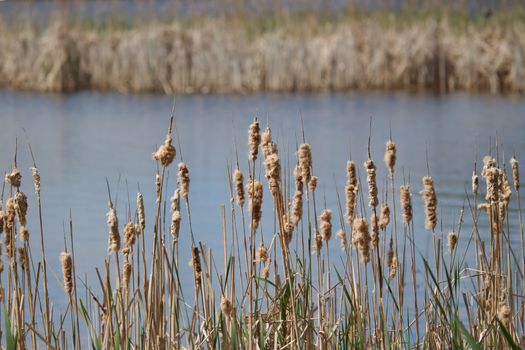 Cat-Tails covers a small pond in the summer..