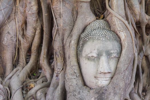 The Head of sandstone Buddha in tree roots at Wat Mahathat, Ayutthaya, Thailand