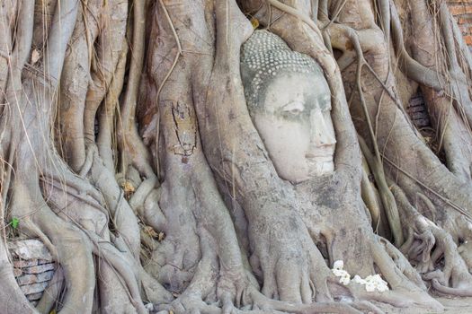 The Head of sandstone Buddha in tree roots at Wat Mahathat, Ayutthaya, Thailand