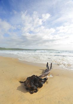 The intertwined branches of this tree stump on the beach remind me of a female sunbaking, legs crossed.  Ocean spray and  wild surf add drama to this beautiful coastal reserve.