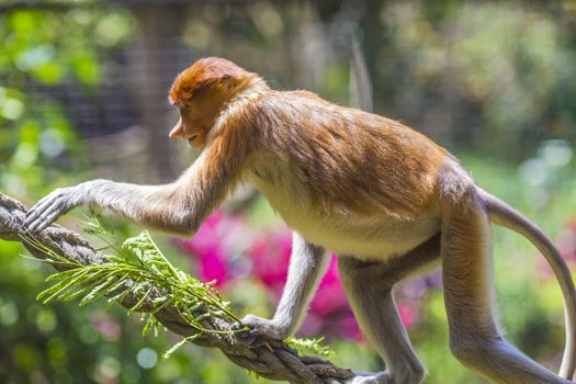 Proboscis monkey in the zoo garden.