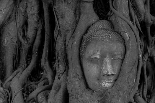 The Head of sandstone Buddha in tree roots at Wat Mahathat, Ayutthaya, Thailand, black and white