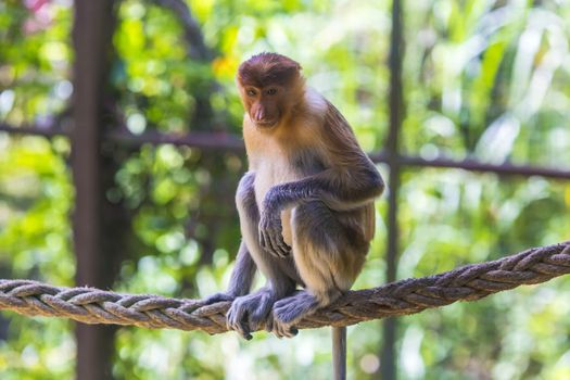 Proboscis monkey in the zoo garden.