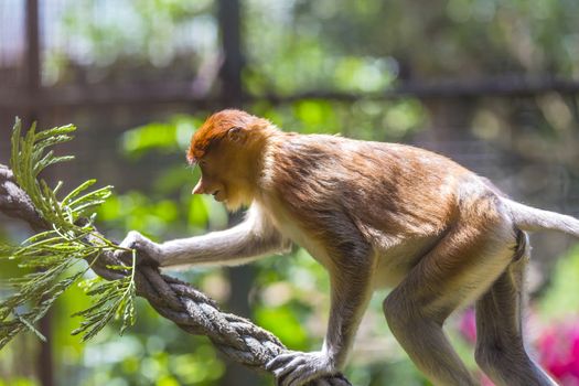 Proboscis monkey in the zoo garden.