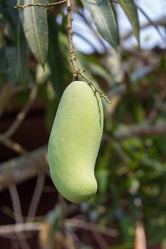 sweet green mango on tree, thailand