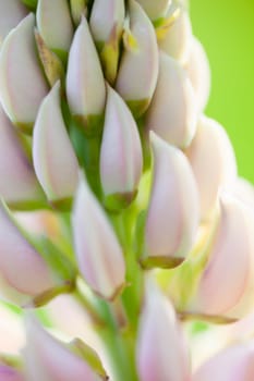 Pale pink flowers of the lupine (Lupinus) in the green meadow.