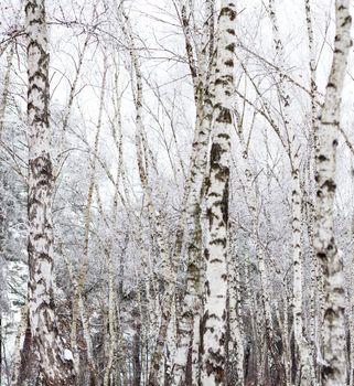 Birch trees covered with hoarfrost in the cloudy day.