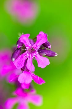 Blooming sticky catchflies (Silene viscaria). Close up.