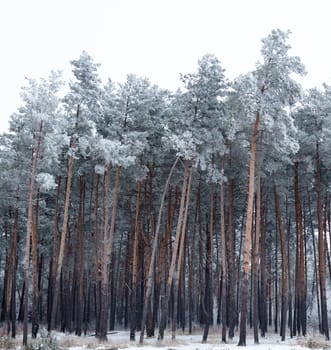 Pine forest covered with hoarfrost in the cloudy day.