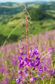 Pink flowers of fireweed in Carpathian mountains