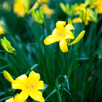 Blooming yellow lily flowers and lily buds