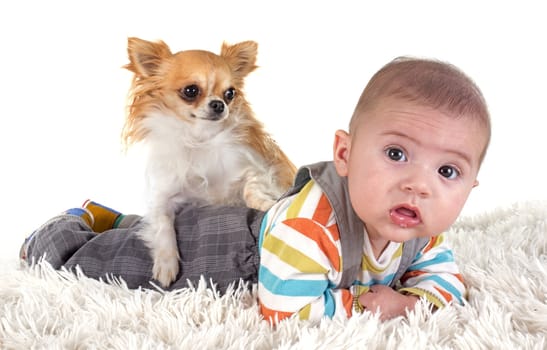 three months baby and chihuahua in front of white background
