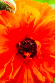 Closeup of the blooming red poppy flower and poppy bud.