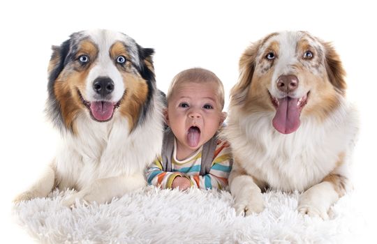 three months baby and dogs in front of white background