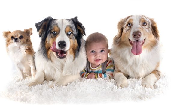 three months baby and dogs in front of white background