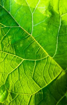 Close up of the burdock green leaf in the sunshine.