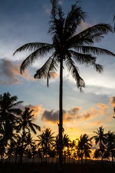 Picture of Palm Treea at Sunset Time. Indonesia.