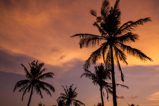 Picture of Palm Treea at Sunset Time. Indonesia.