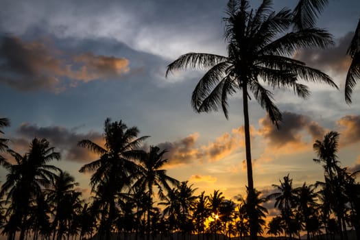 Picture of Palm Treea at Sunset Time. Indonesia.