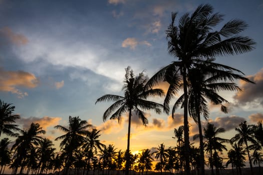 Picture of Palm Treea at Sunset Time. Indonesia.