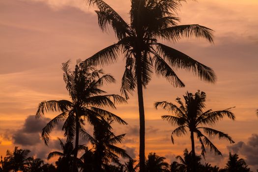 Picture of Palm Treea at Sunset Time. Indonesia.