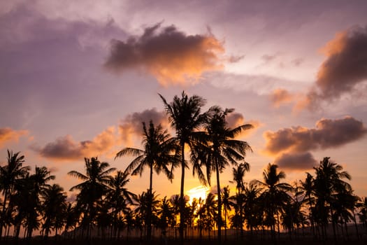 Picture of Palm Treea at Sunset Time. Indonesia.