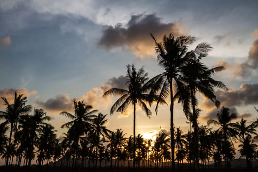 Picture of Palm Treea at Sunset Time. Indonesia.