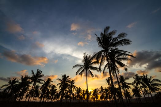 Picture of Palm Treea at Sunset Time. Indonesia.
