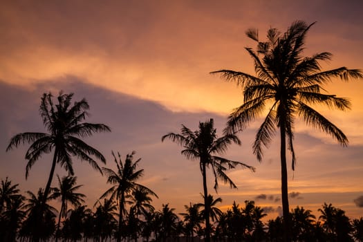 Picture of Palm Treea at Sunset Time. Indonesia.