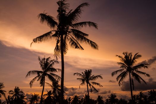Picture of Palm Treea at Sunset Time. Indonesia.