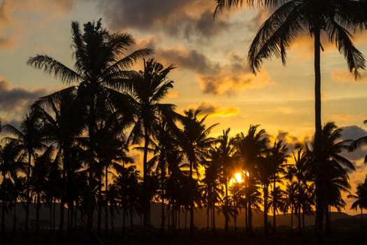 Picture of Palm Treea at Sunset Time. Indonesia.