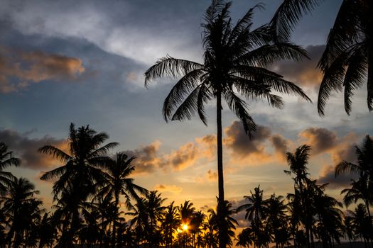 Picture of Palm Treea at Sunset Time. Indonesia.